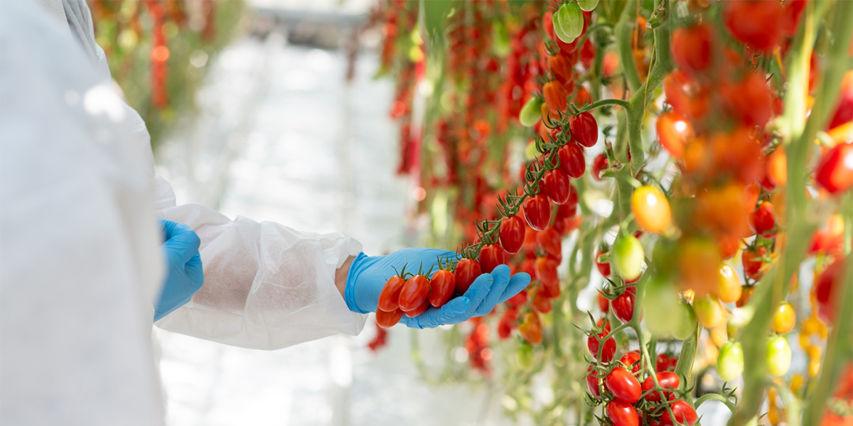 Genetica evoluta e filiera integrata: il modello Harmoniz per l’orticoltura del futuro